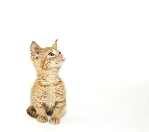 Munchkin Kitten — Stock Photo, Image