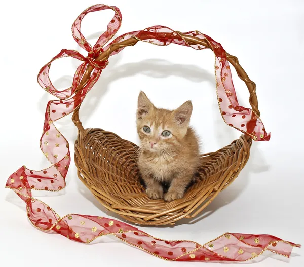 Cute Munchkin Kitten — Stock Photo, Image