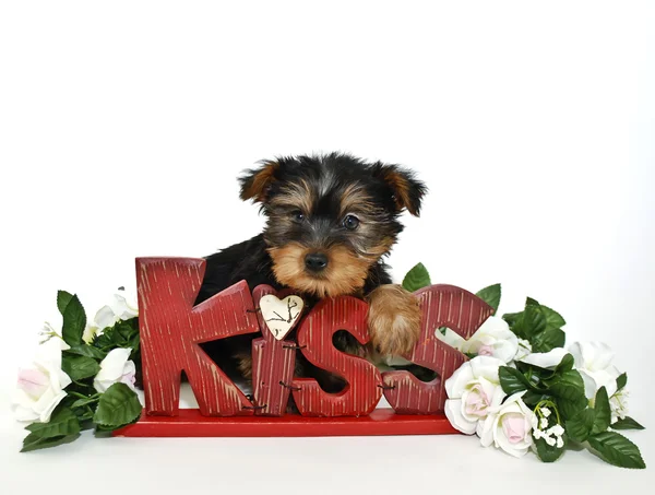 Yorkie puppy — Stockfoto