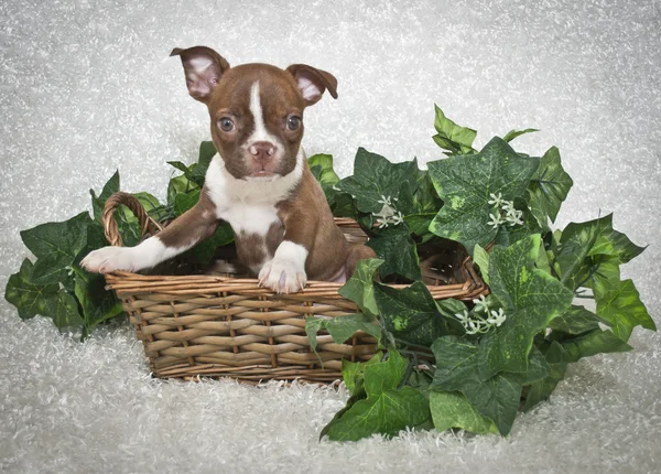 Anjing Boston terrier — Stok Foto