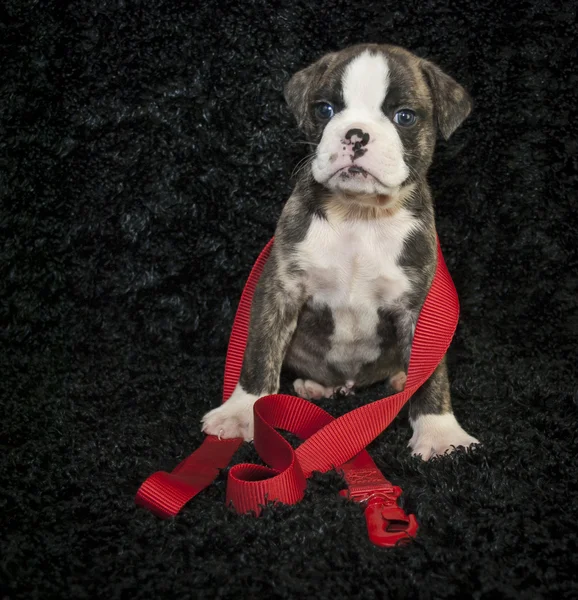 Bulldog filhote de cachorro esperando por sua caminhada — Fotografia de Stock