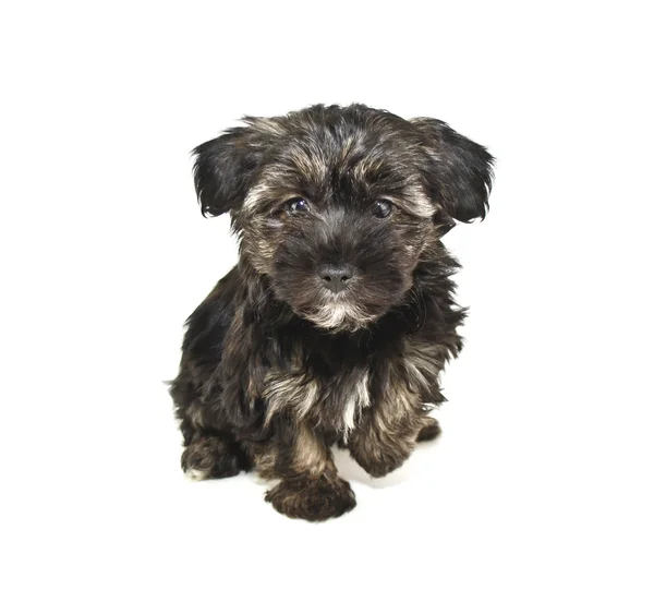 호기심 작은 갈색 강아지 — 스톡 사진
