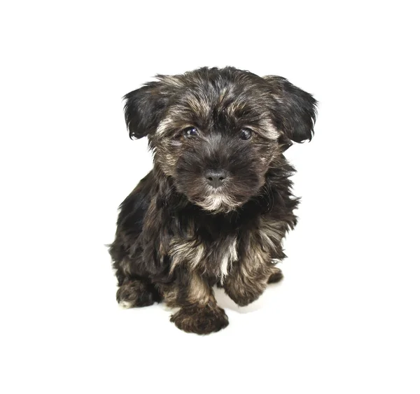 Curious Little Brown Puppy — Stock Photo, Image