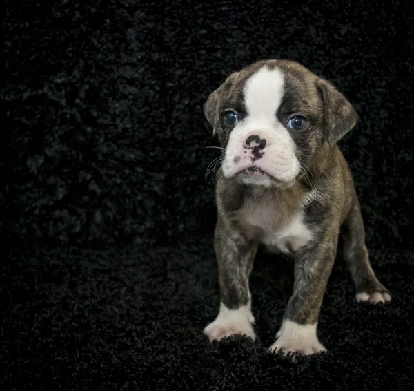 Cachorro Bulldog com espaço de cópia — Fotografia de Stock