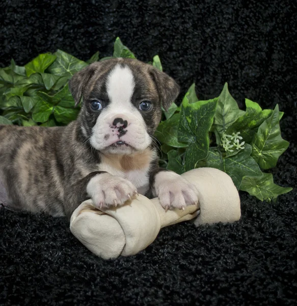 Bulldog yavrusu — Stok fotoğraf