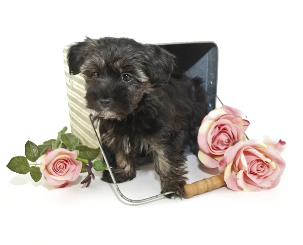 귀여운 어두운 갈색 강아지 — 스톡 사진
