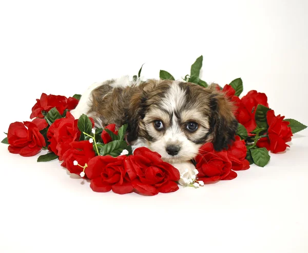 Cute Cavachon Puppy — Stock Photo, Image