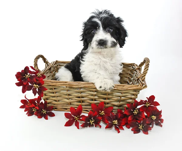 Sweet Black and White puppy — Stock Photo, Image