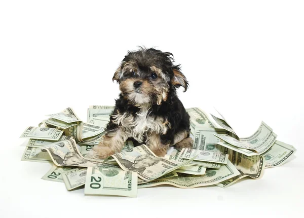 Whoever said you can't buy happiness never bought a puppy. — Stock Photo, Image