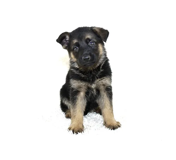 Cute German Shepherd Puppy — Stock Photo, Image