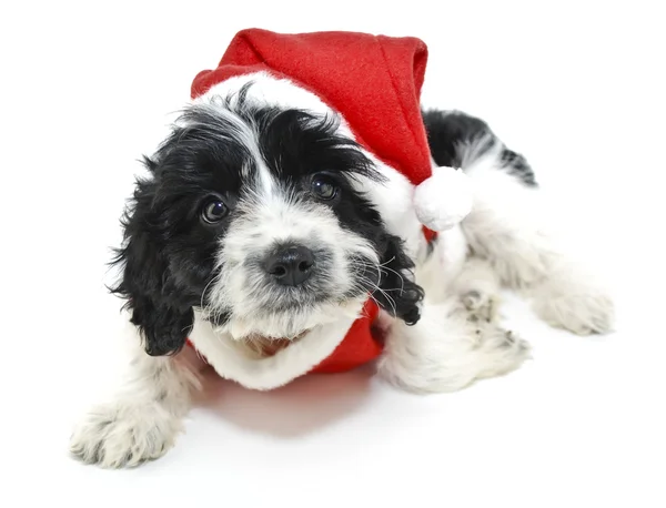 Filhote de cachorro de Natal preto e branco — Fotografia de Stock
