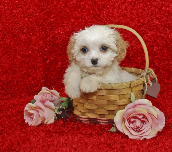 Cute White Puppy — Stock Photo, Image
