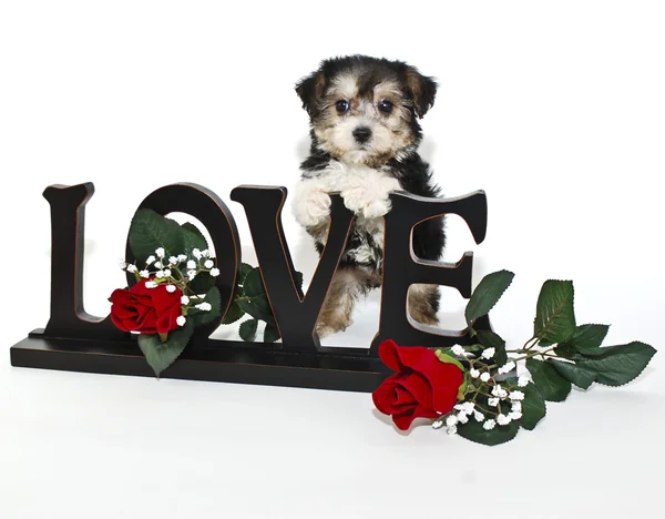 Puppy love — Zdjęcie stockowe