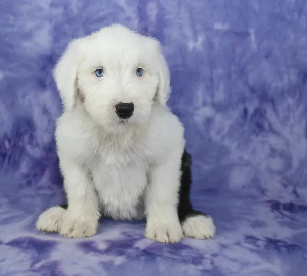 Old English Sheepdog Puppy — Stock Photo, Image