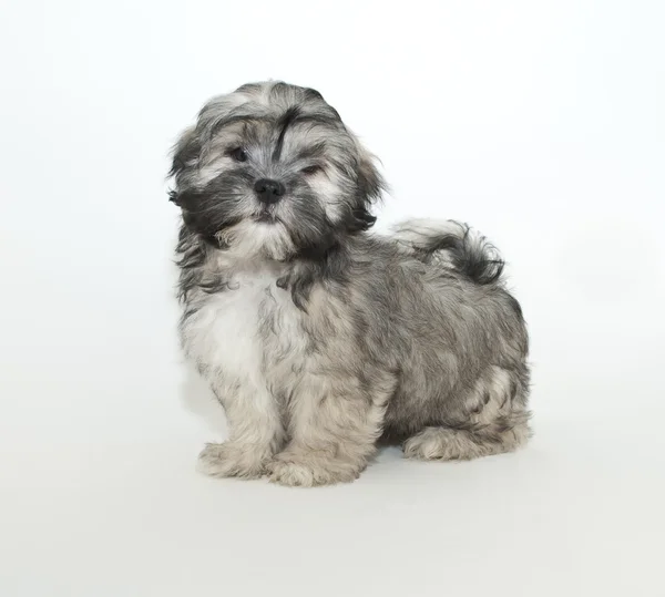 Proud Puppy — Stock Photo, Image