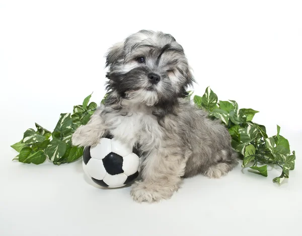 Scoccer Puppy — Stock Photo, Image