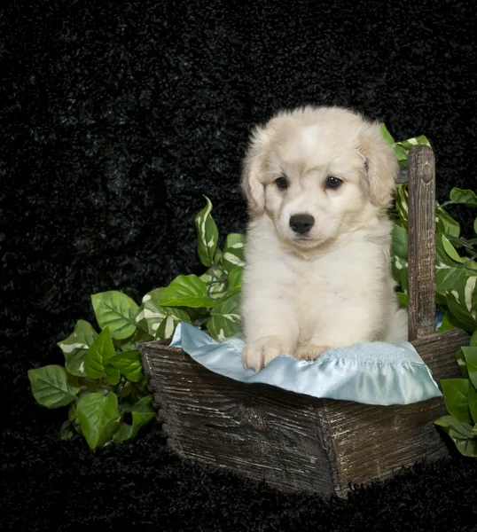 Kleine buff pup — Stockfoto
