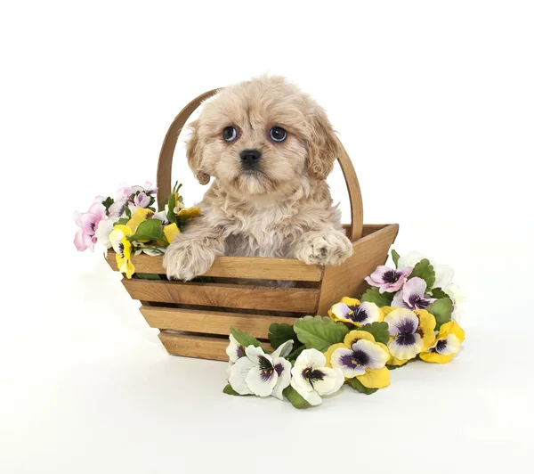Cute Buff Puppy — Stock Photo, Image