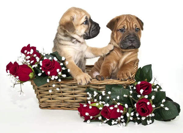 Shar pei Puppy Not Listening To His Friend — Stock Photo, Image