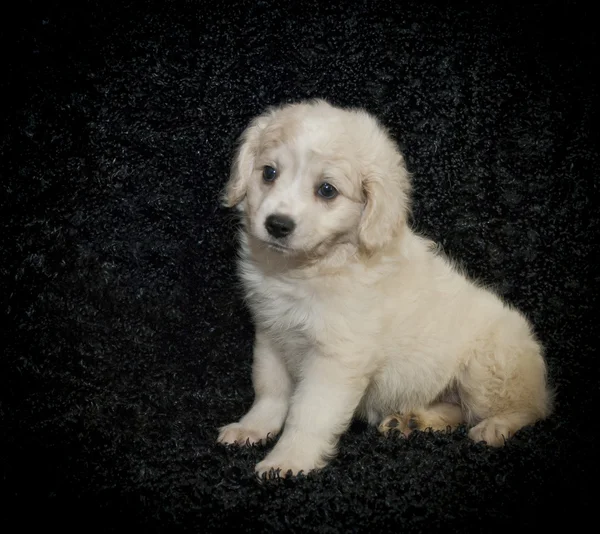 Cute Fuzzy Puppy — Stock Photo, Image