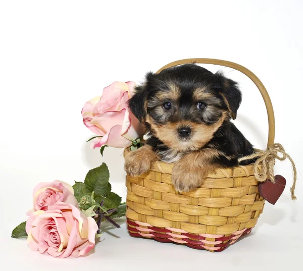 Morkie Puppy — Zdjęcie stockowe