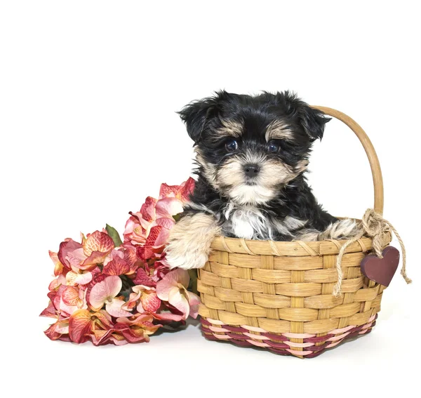 Yorkie mix valp — Stockfoto