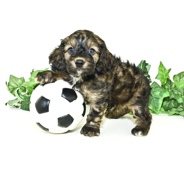 小狗与足球球 — 图库照片