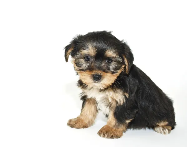Morkie Puppy — Stock Photo, Image