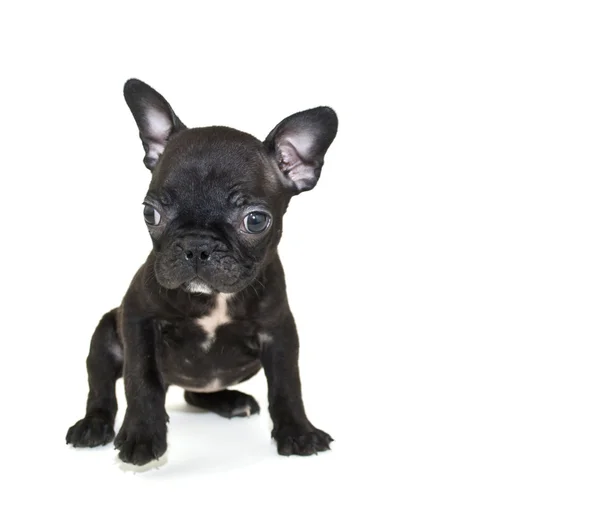 Cachorrinho de bulldog francês — Fotografia de Stock