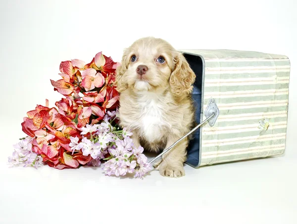 Cachorro de color crema sentado en cubo —  Fotos de Stock