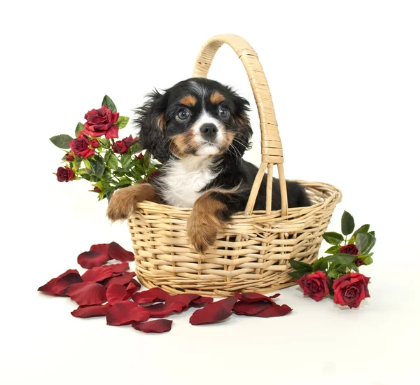 King Charles Spaniel Puppy — Stock Photo, Image