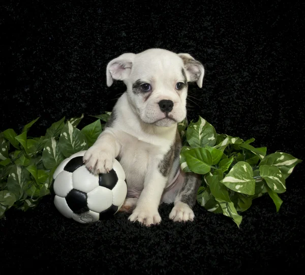 Bulldog Puppy — Stock Photo, Image