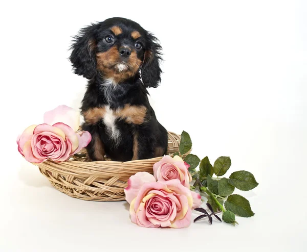 King Charles Spaniel Puppy — Stockfoto