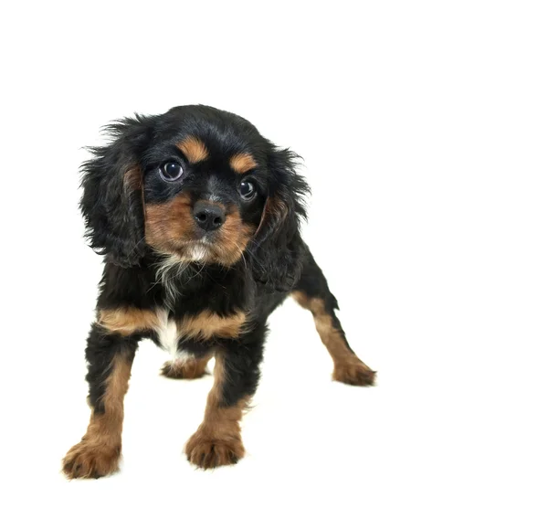 Rey Charles Spaniel cachorro — Foto de Stock