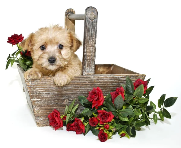 Sweet Morkie Puppy — Stock Photo, Image