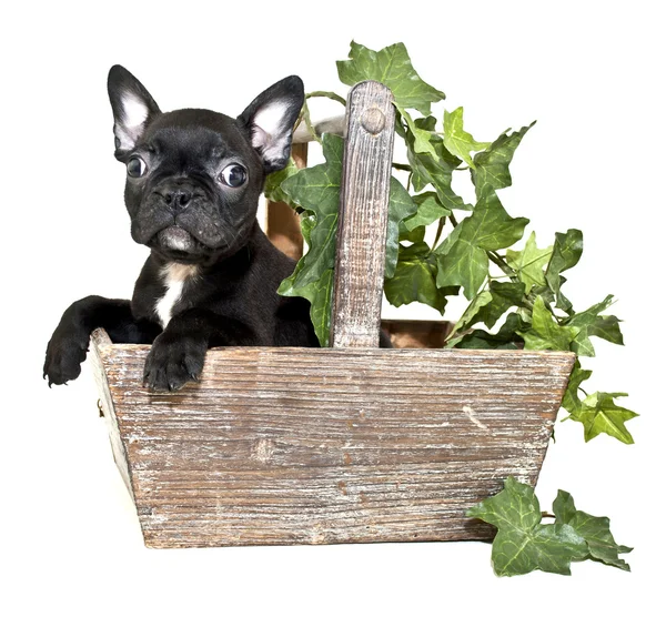 Fransk bulldogg valp — Stockfoto