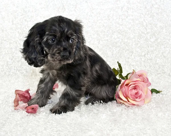 Cockerspaniel Welpe — Stockfoto