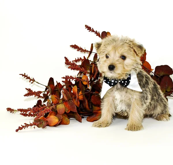 Morkie Puppy with Bow Tie on — Stock Photo, Image