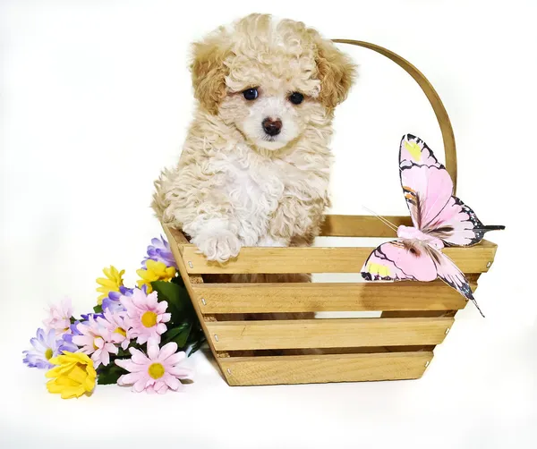 Filhote de cachorro de brinquedo com borboleta — Fotografia de Stock