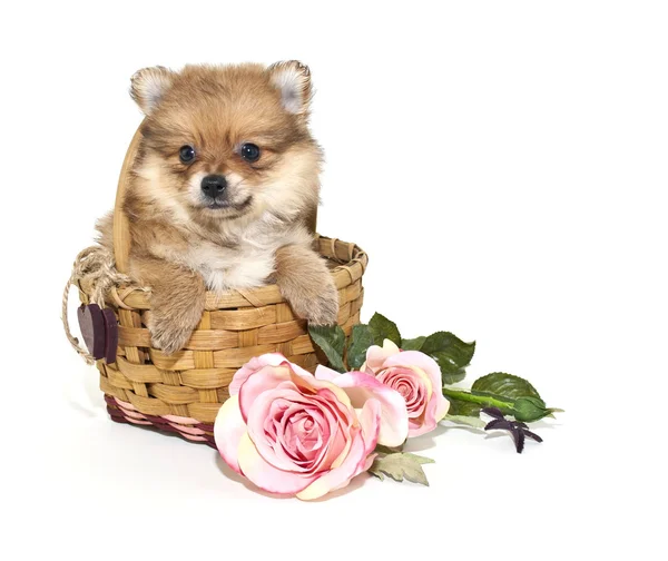 Pomeranian valp — Stockfoto