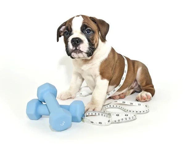 Bulldog yavrusu