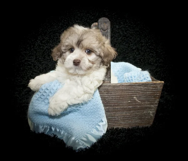 Filhote de cachorro Malti-Poo — Fotografia de Stock