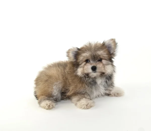ファジィの非常にかわいい子犬 — ストック写真
