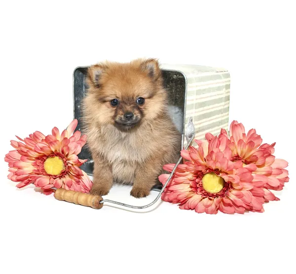 Pomeranian Puppy — Stock Photo, Image