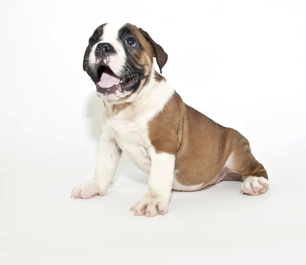 Bulldog puppy — Stockfoto