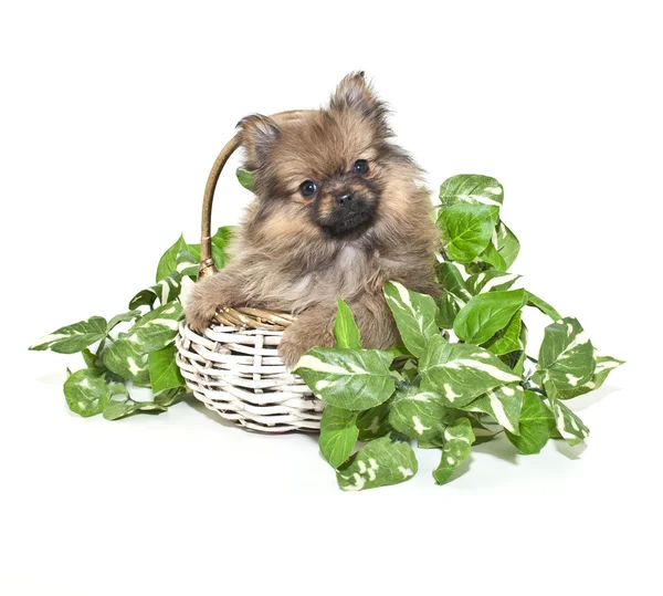 Pomeranian valp — Stockfoto