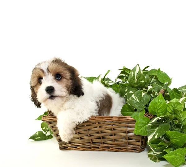 Cavachon cachorro — Foto de Stock