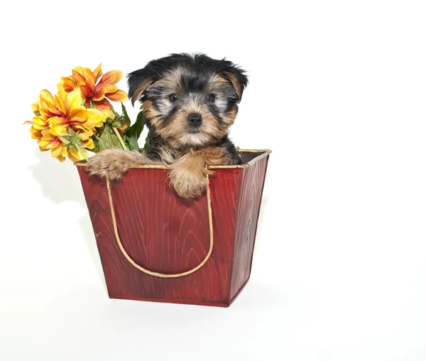 Yorkie valp — Stockfoto