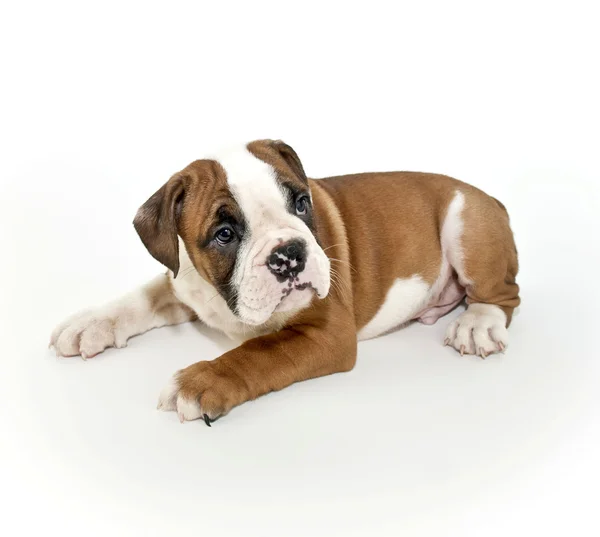 Bulldog cachorro — Foto de Stock