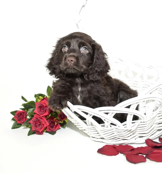 Cocker spaniel valp — Stockfoto